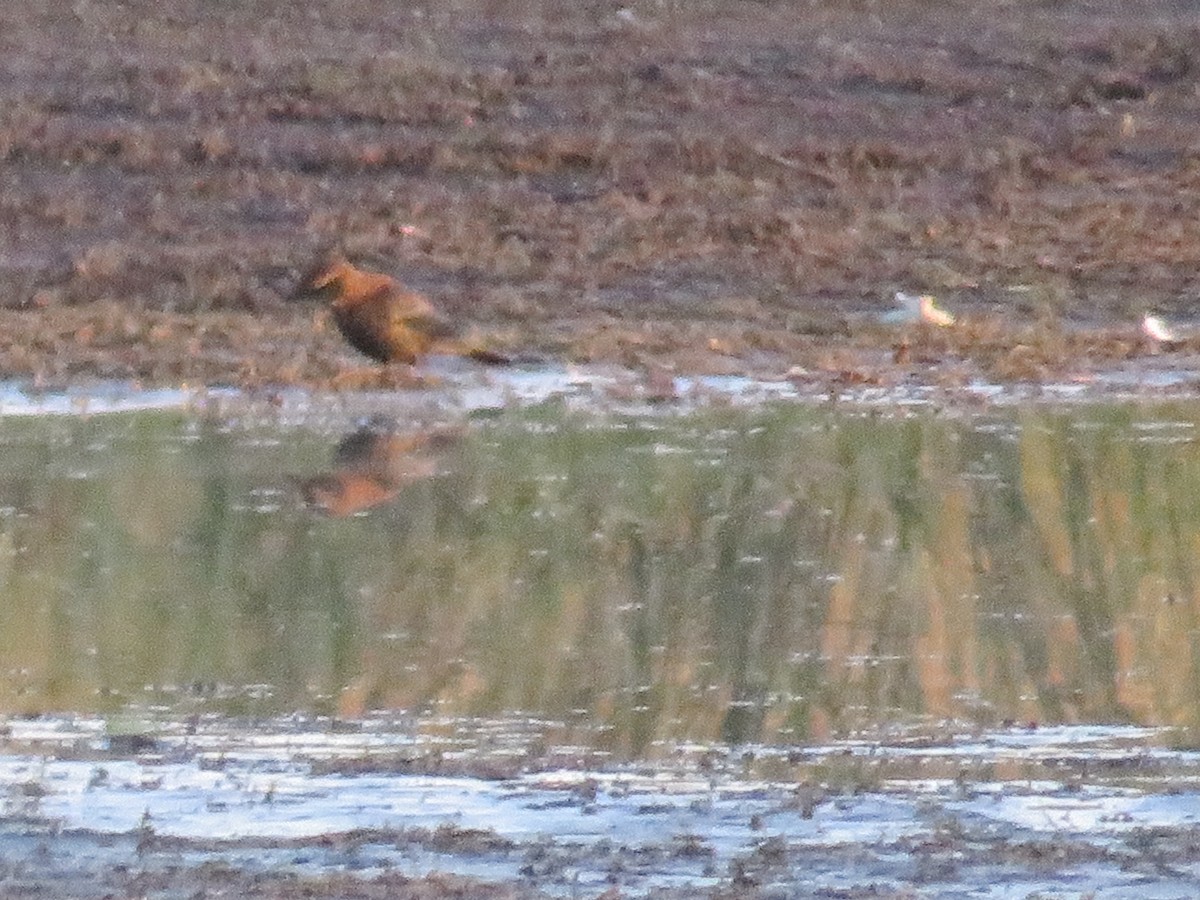 kanadatrupial - ML495807411