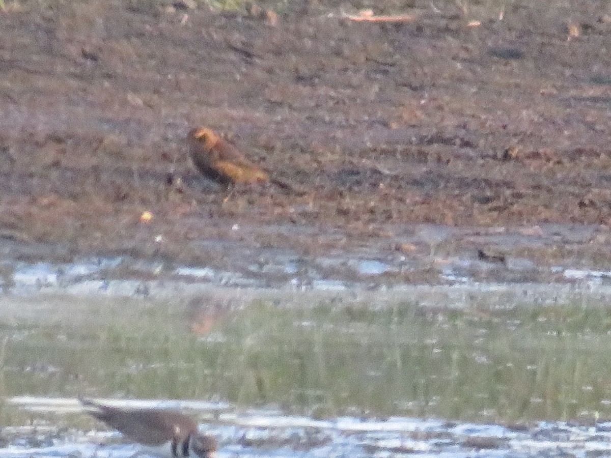 Rusty Blackbird - ML495807421