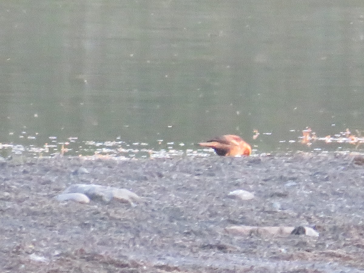 Rusty Blackbird - ML495807431