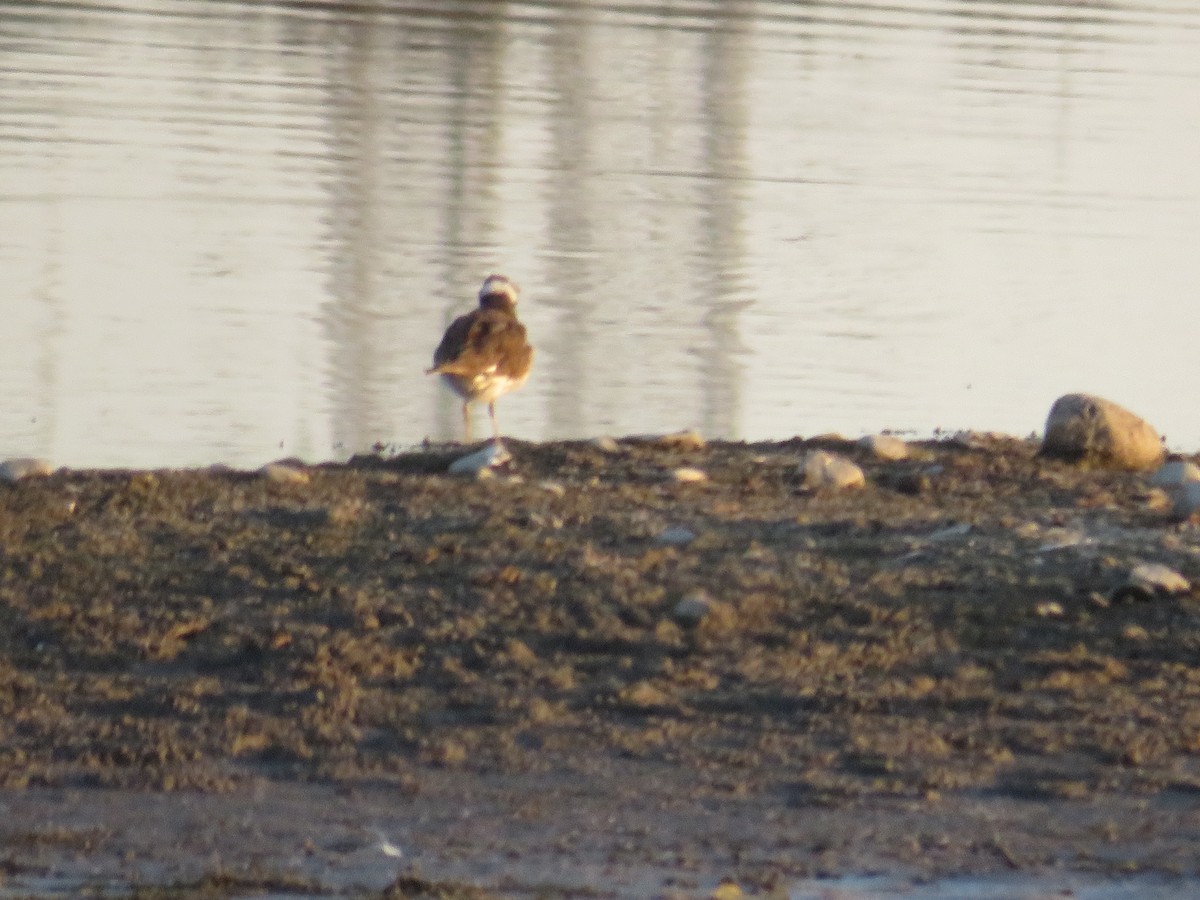 Killdeer - ML495807771