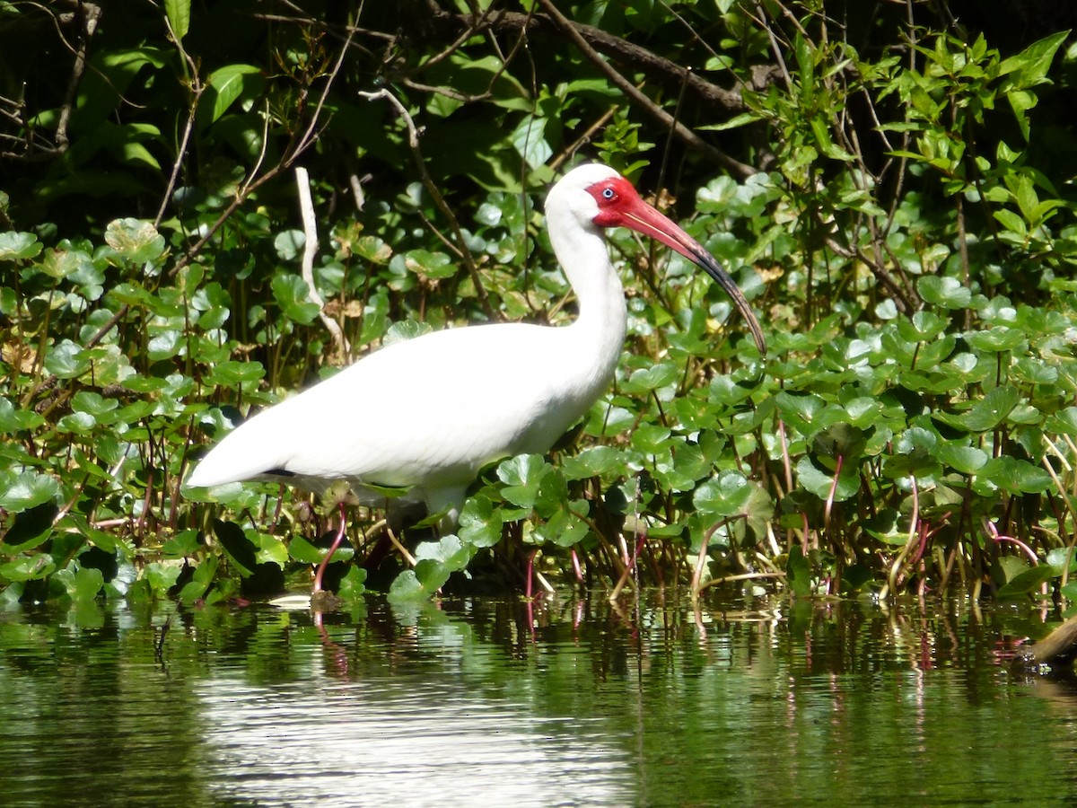 White Ibis - ML495810011