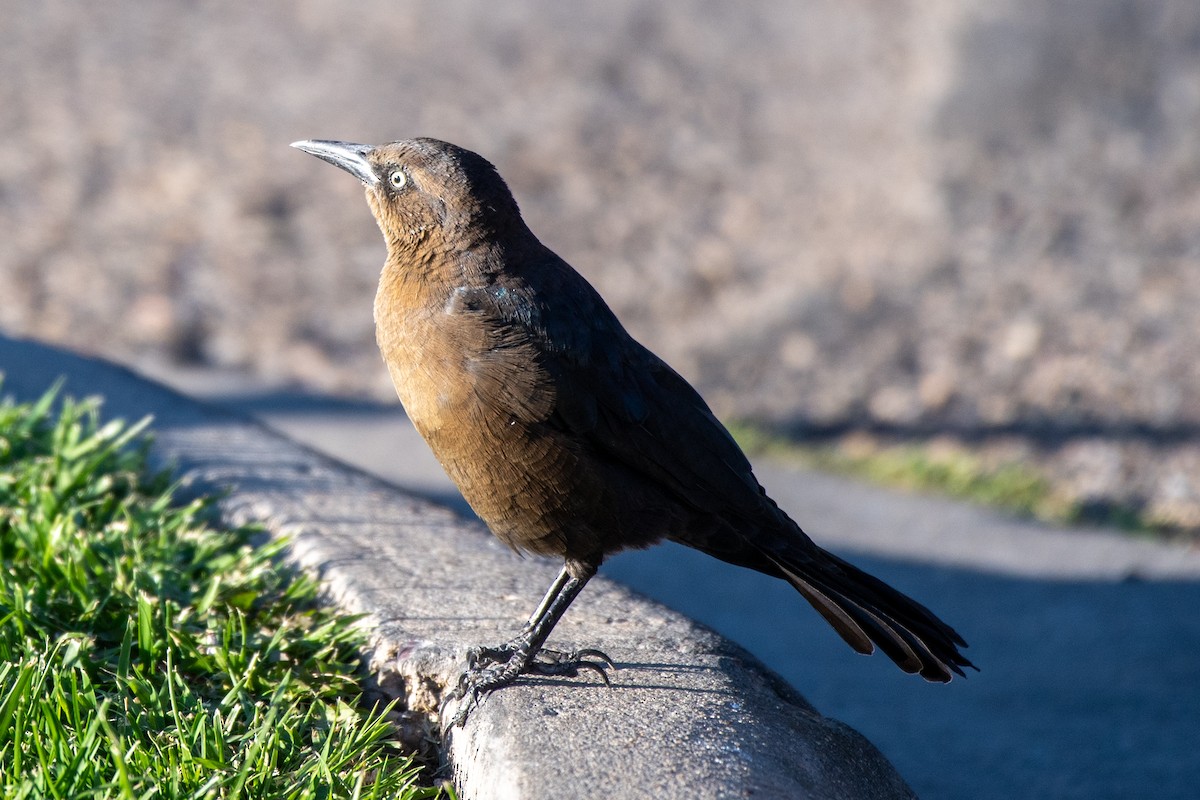 Great-tailed Grackle - Bill Tollefson
