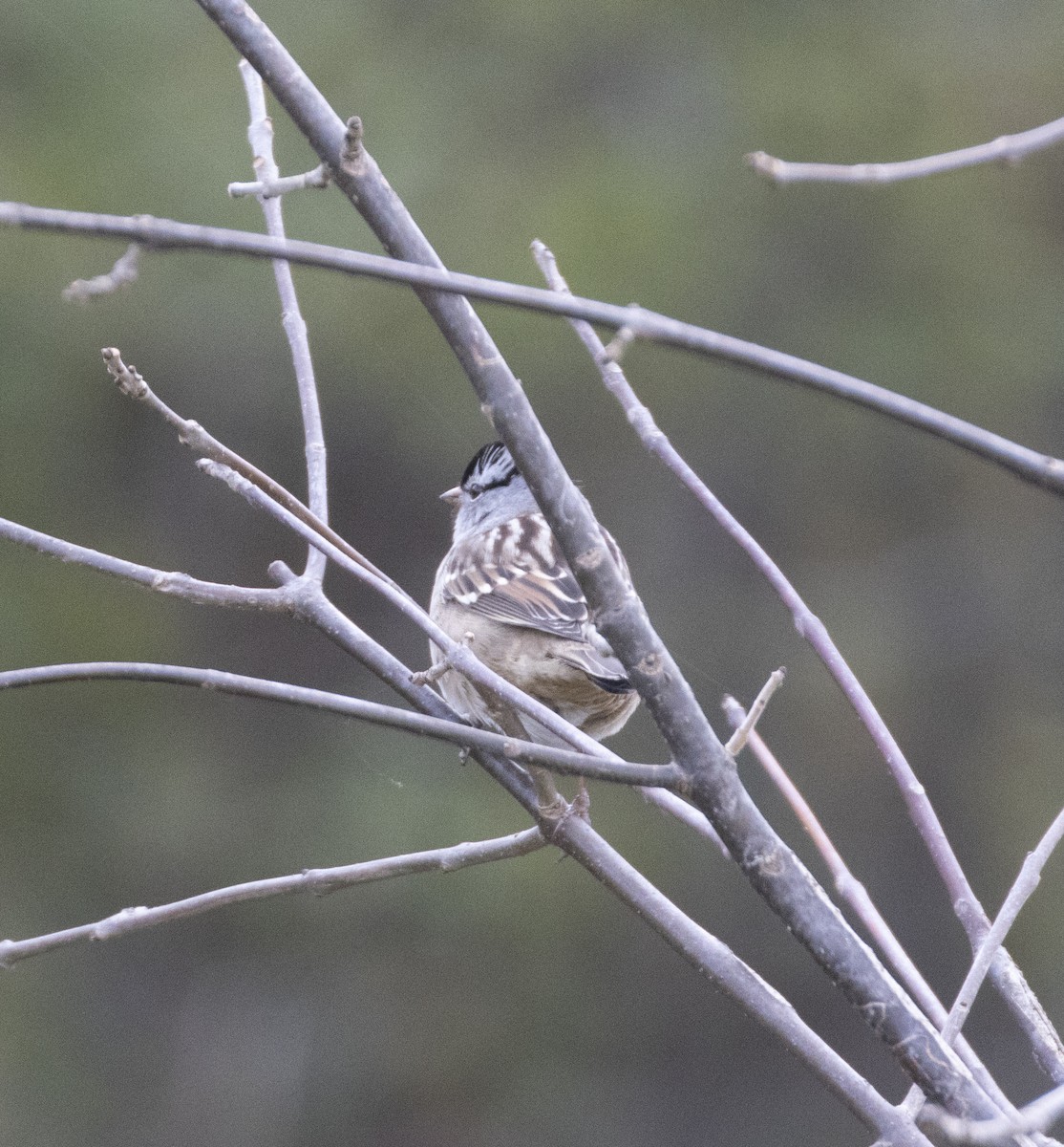 White-crowned Sparrow - ML495810531