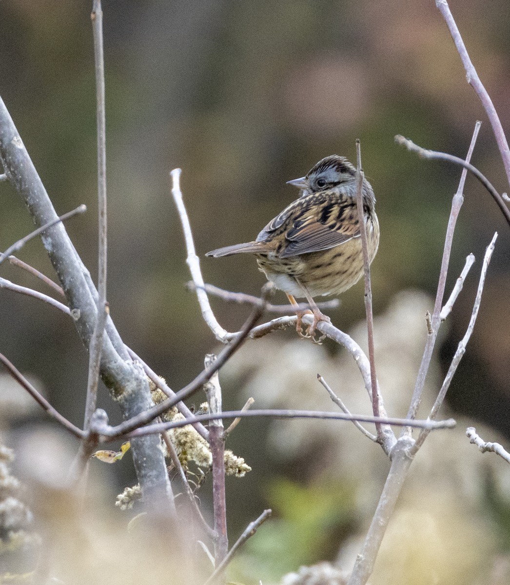 White-crowned Sparrow - ML495810561