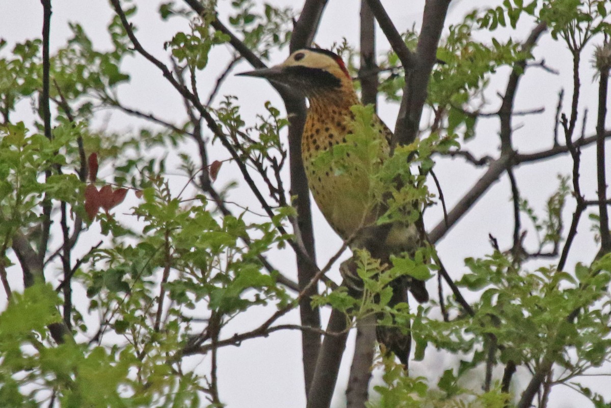 Green-barred Woodpecker - Joan and/or George Sims