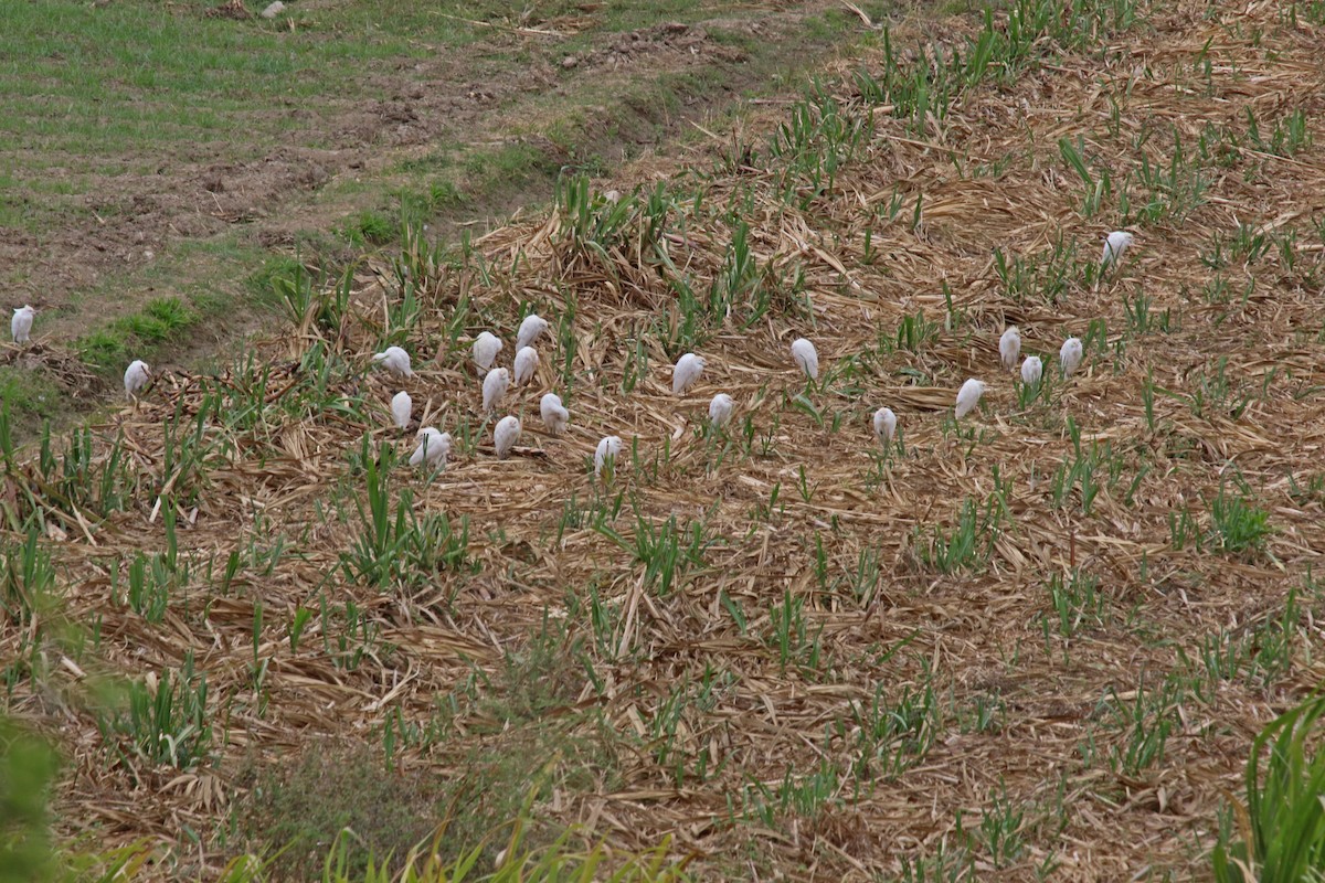 Western Cattle Egret - ML495811021