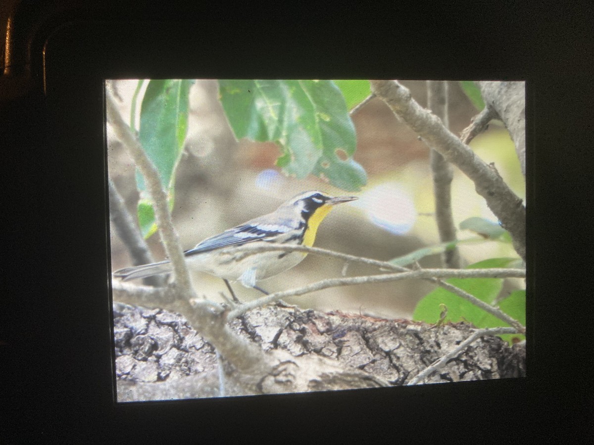 Yellow-throated Warbler - ML495811791