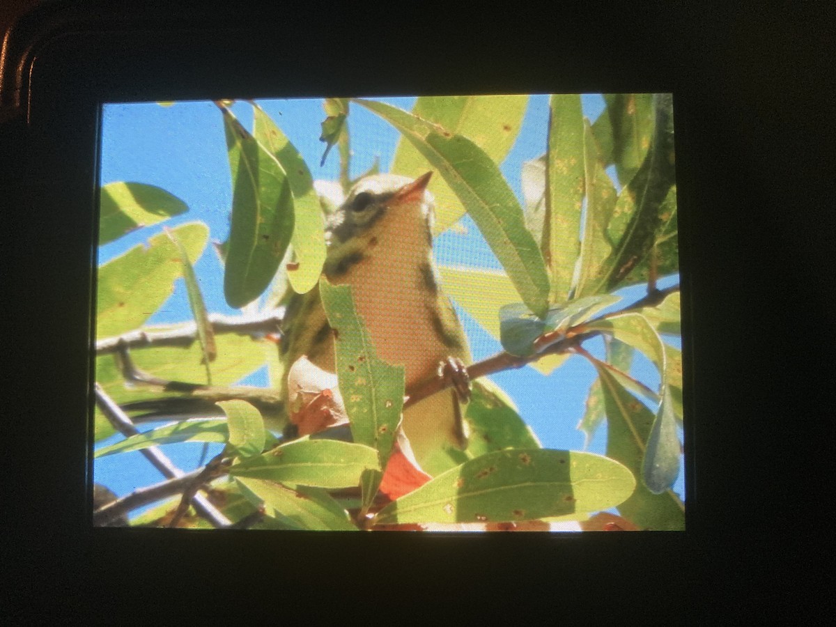 Prairie Warbler - ML495811881