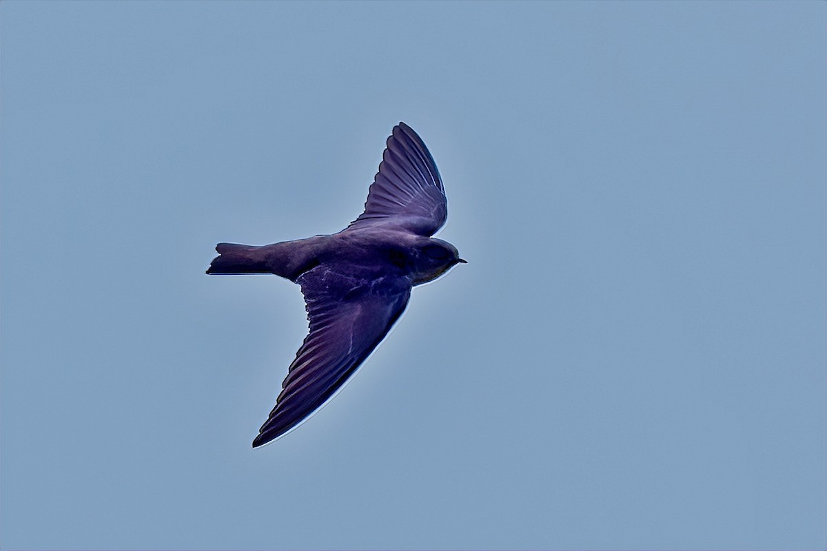 Dusky Crag-Martin - ML495812891