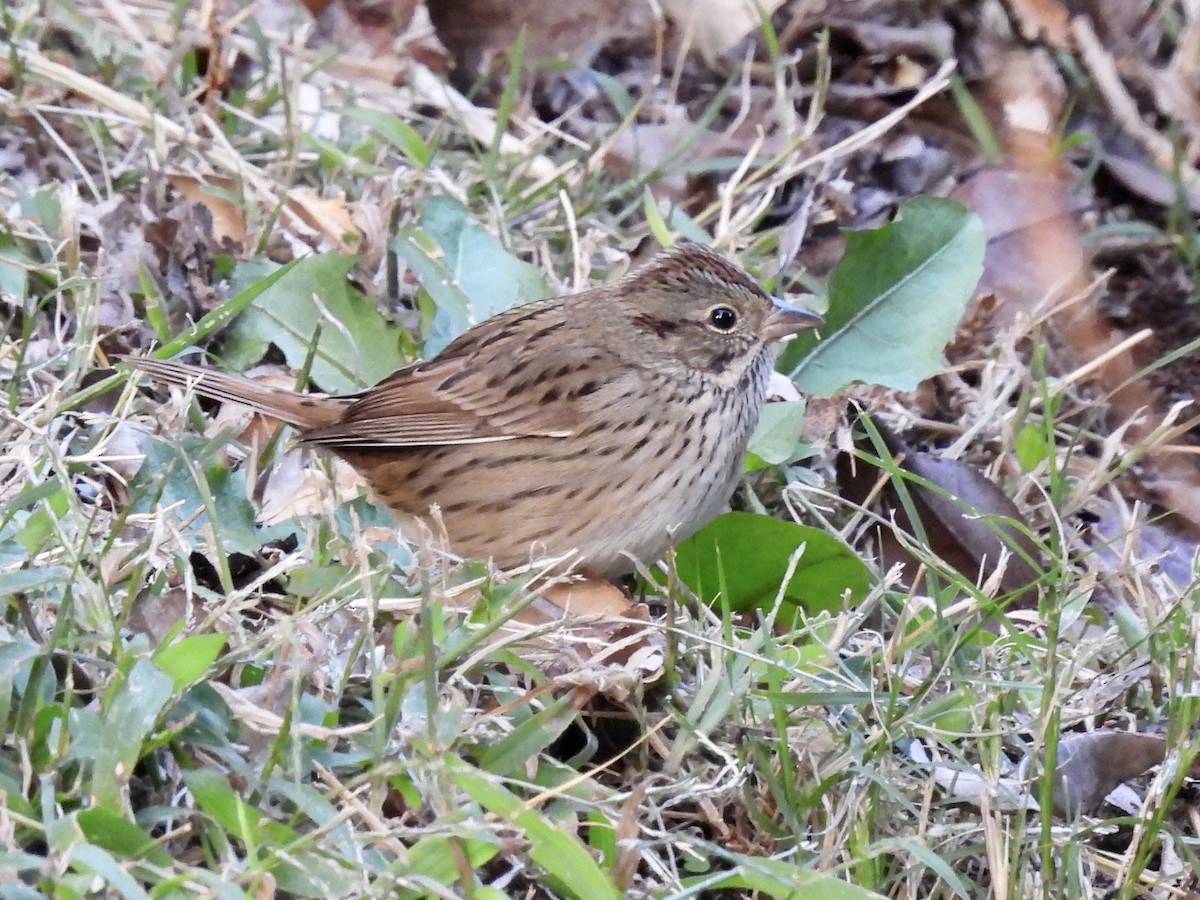 Lincoln's Sparrow - ML495813181