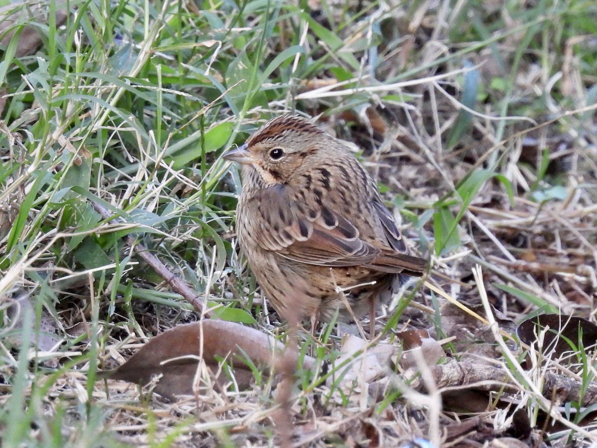 Lincoln's Sparrow - Caroline Quinn