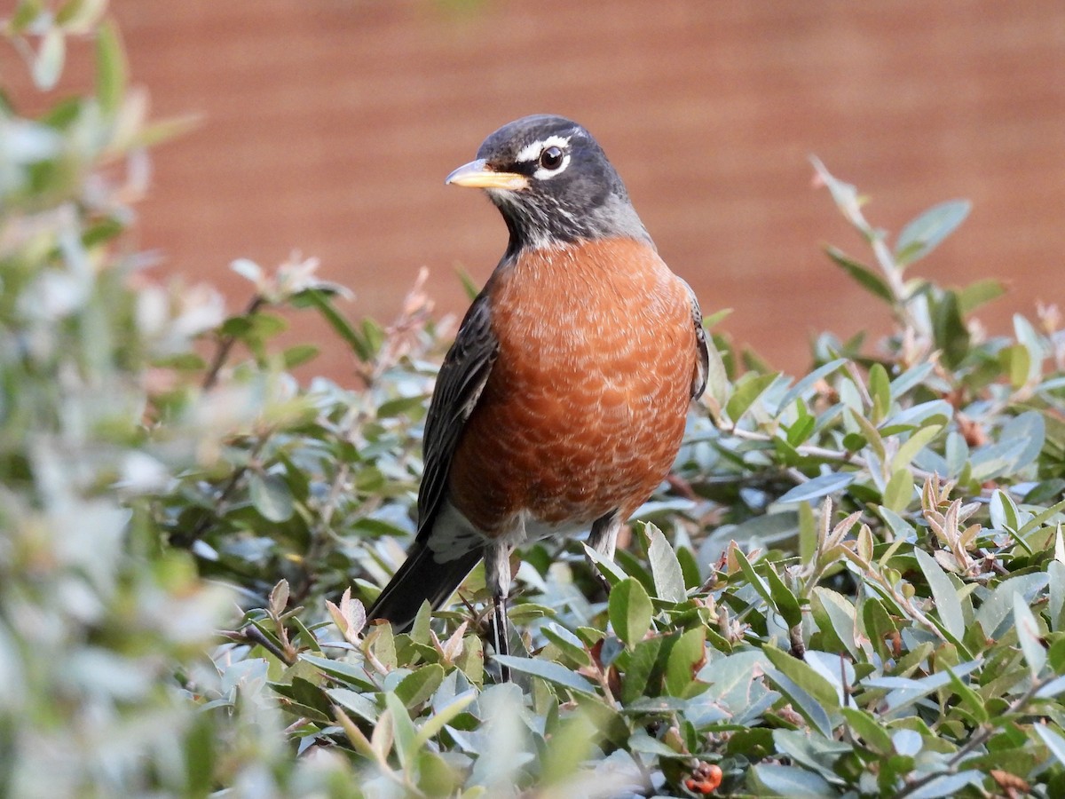 American Robin - ML495813271