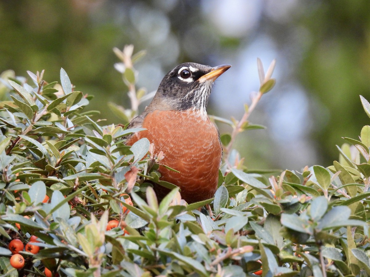 American Robin - ML495813301