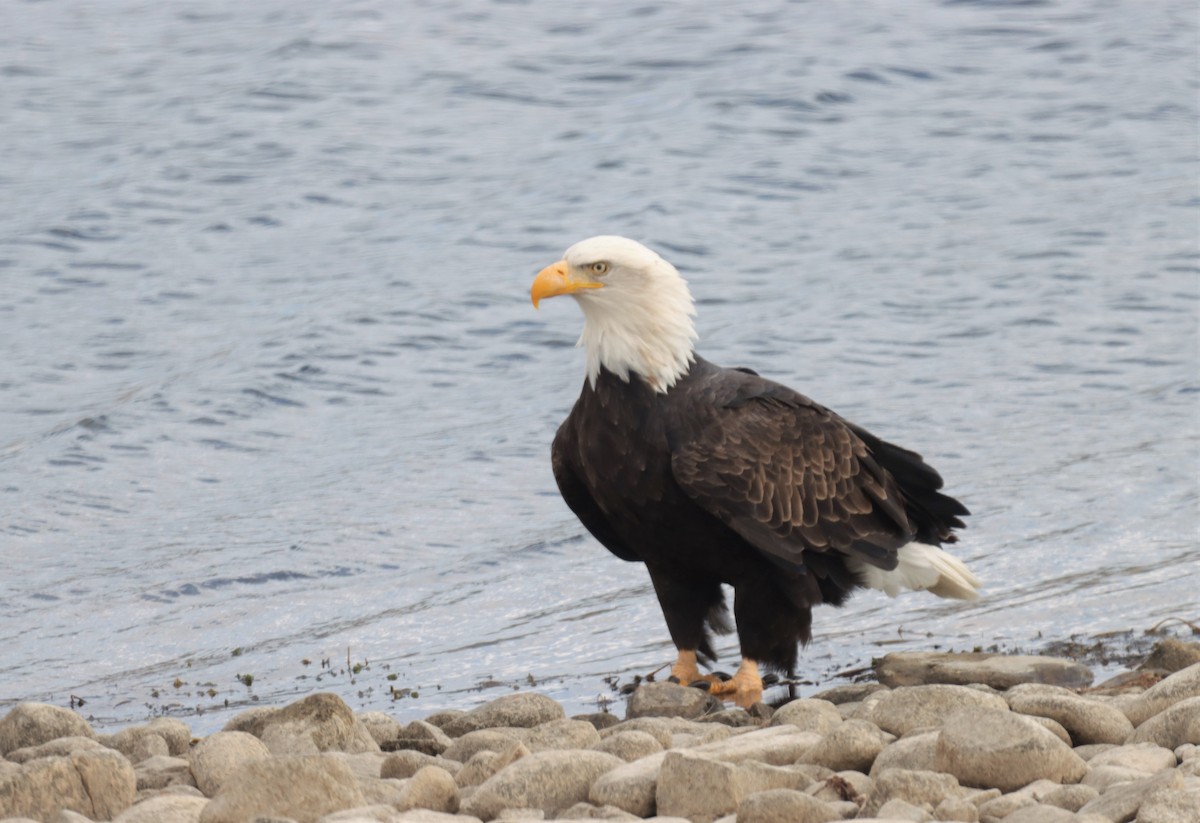 Bald Eagle - Braydon Luikart