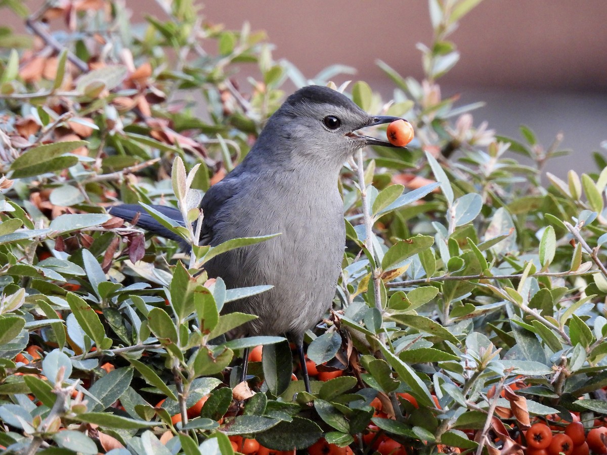 Gray Catbird - ML495813401