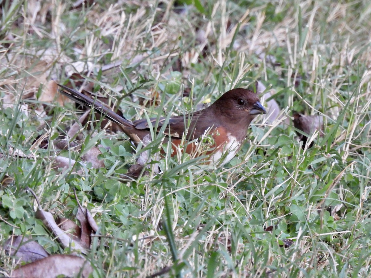 Eastern Towhee - ML495813431