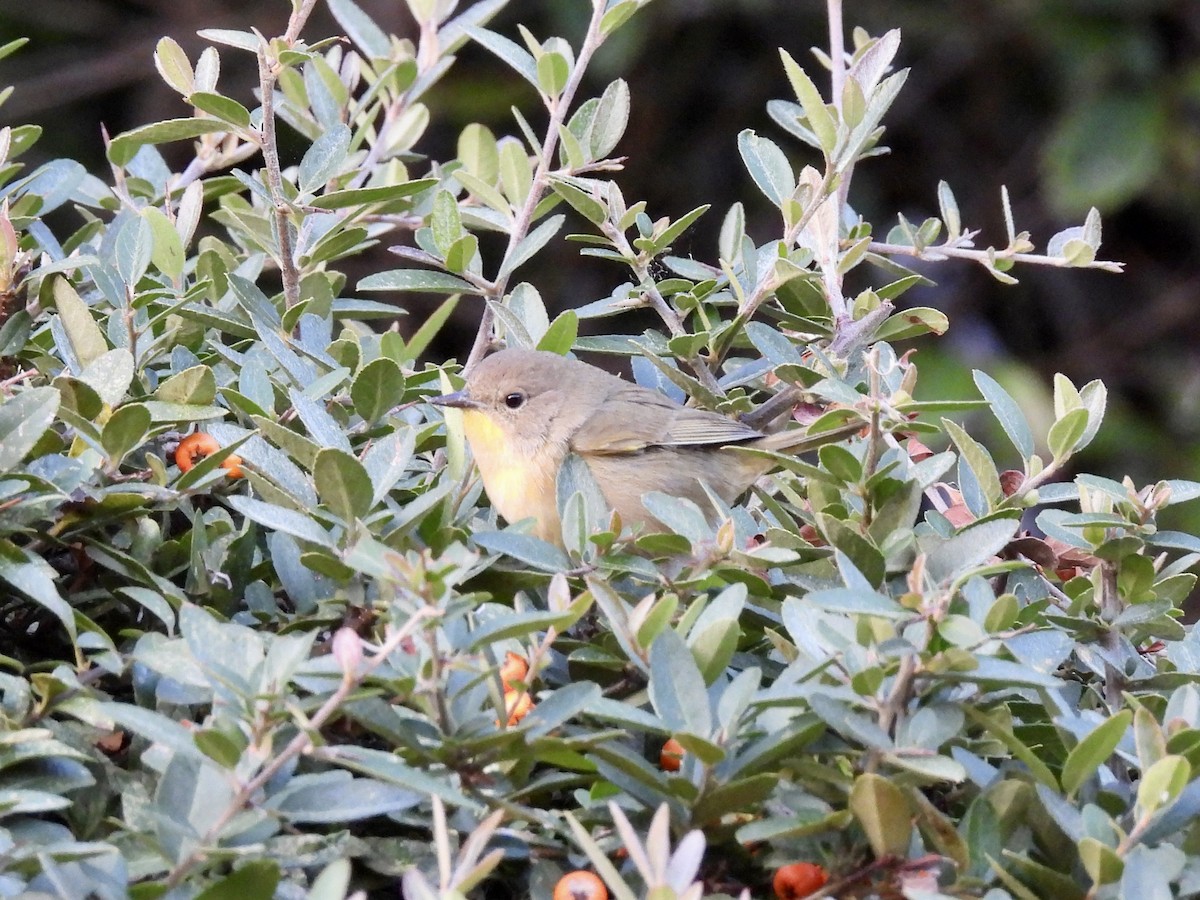 Common Yellowthroat - ML495813451