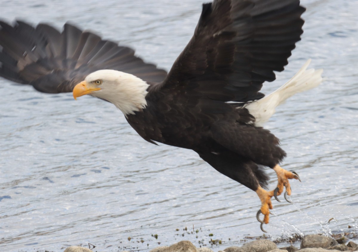 Weißkopf-Seeadler - ML495813581