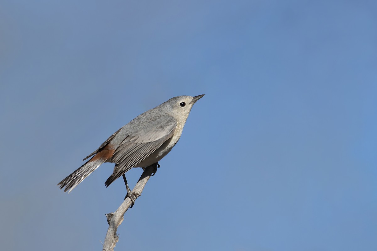 mesquiteparula - ML495814761