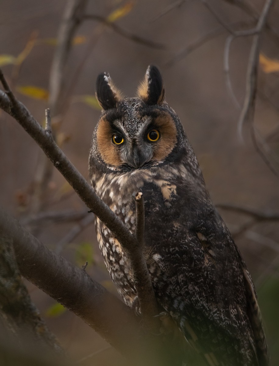 Long-eared Owl - ML495814871