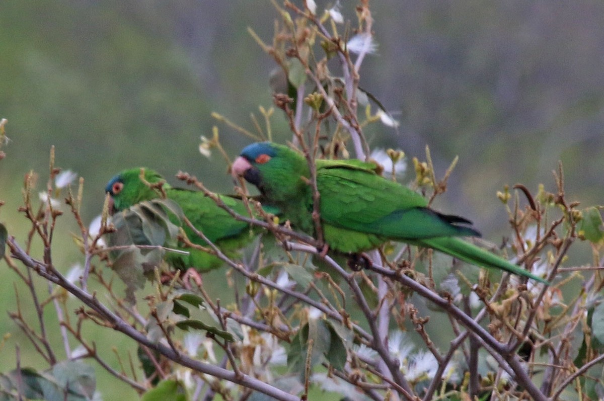 Blue-crowned Parakeet - Joan and/or George Sims