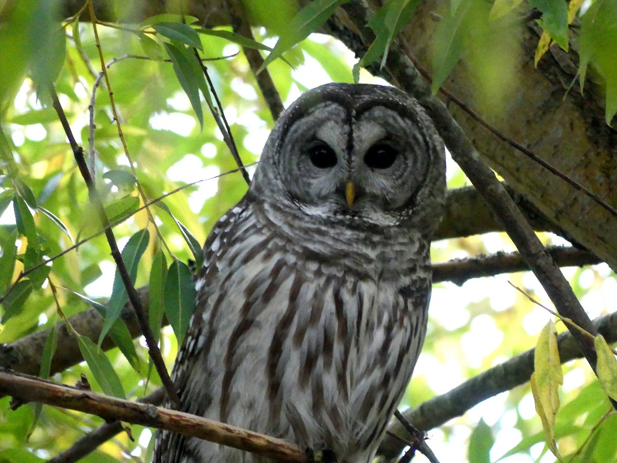 Barred Owl - ML495815561