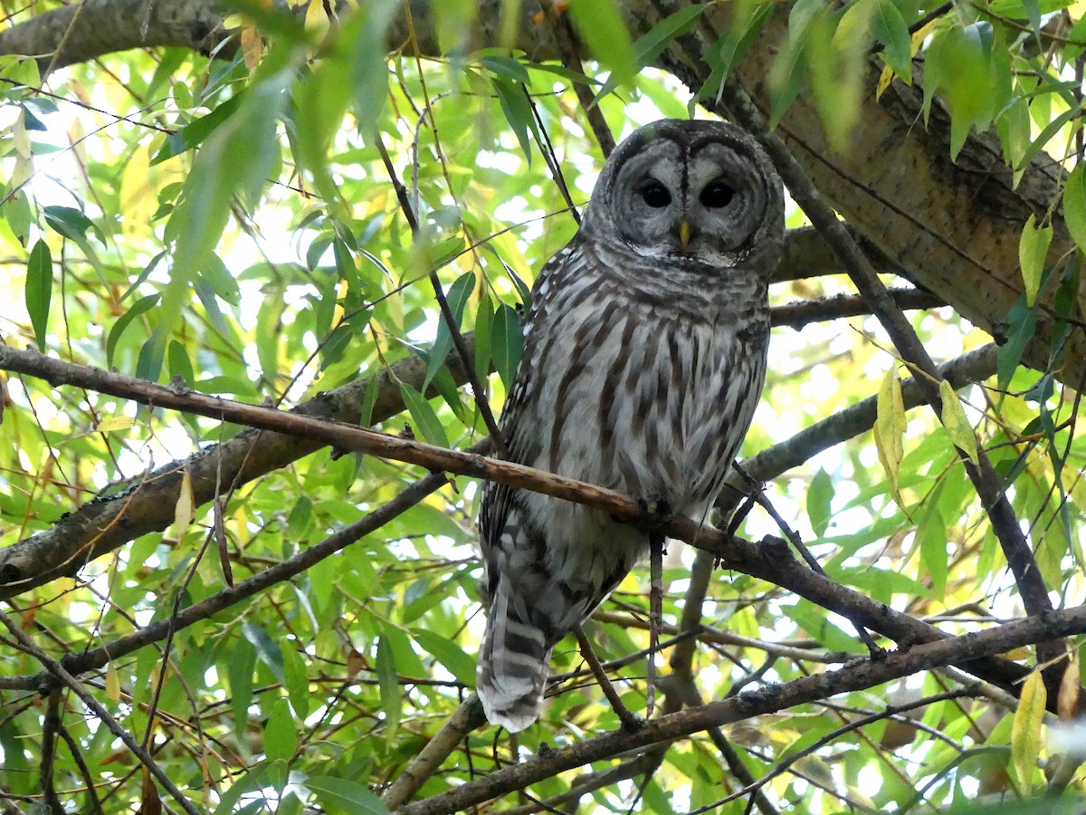 Barred Owl - ML495815571