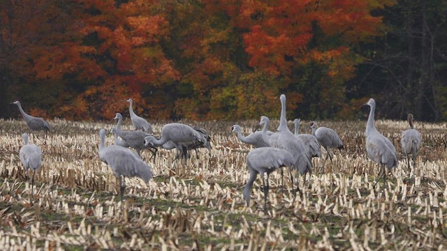 Sandhill Crane - ML495815611