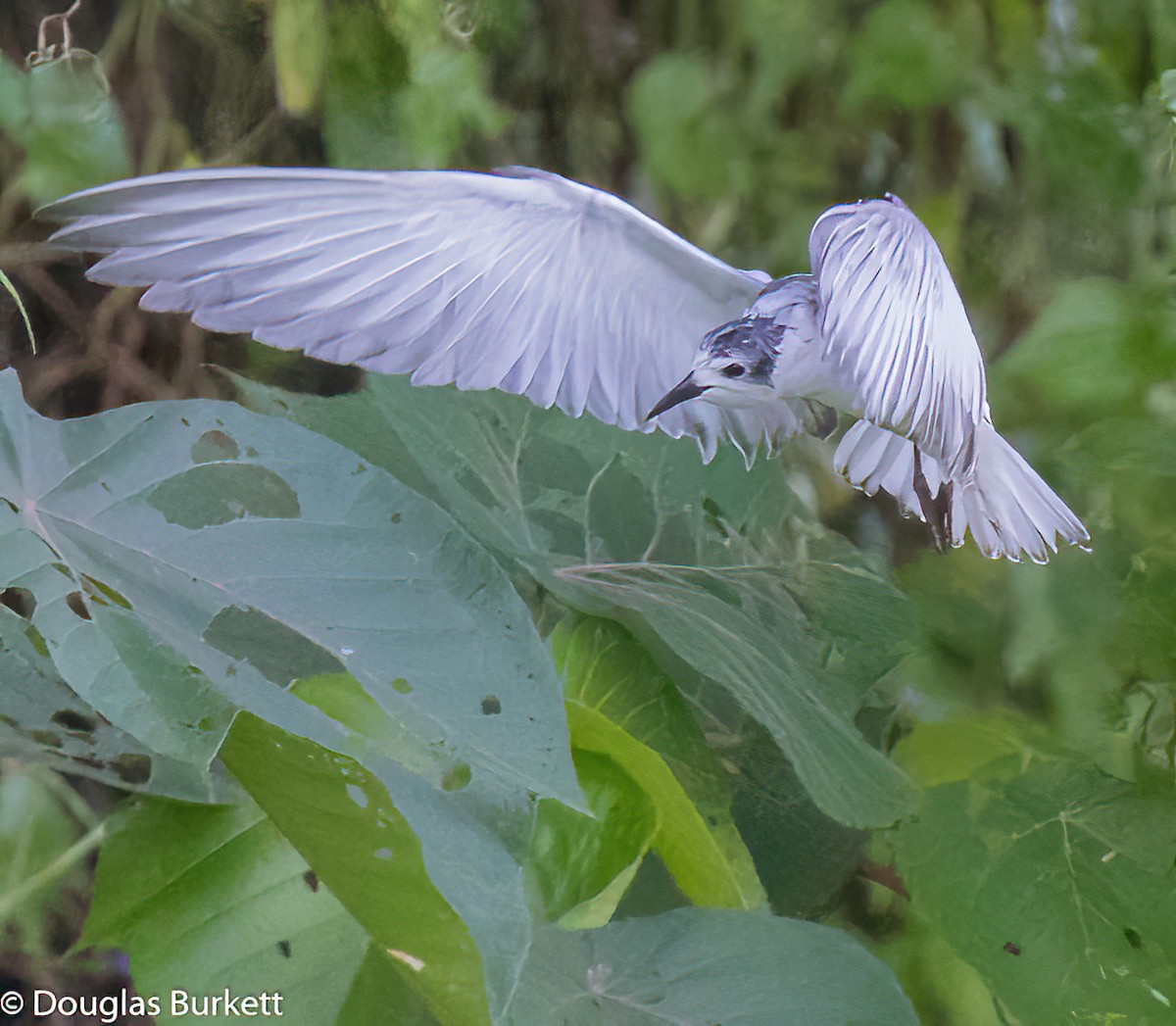 White-winged Tern - ML495815851
