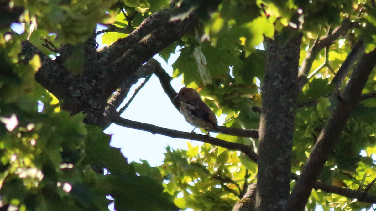 Hawfinch - ML495816041