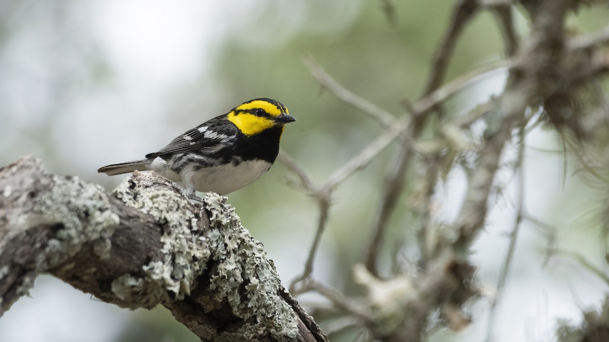 Golden-cheeked Warbler - ML495816071