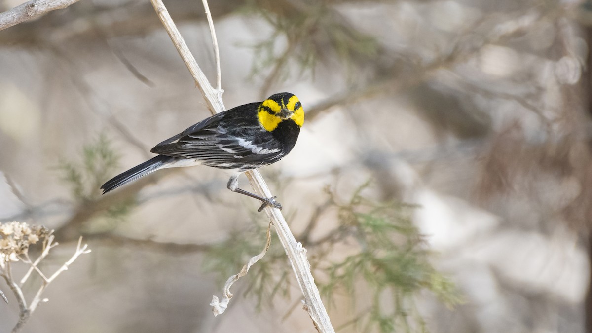 Golden-cheeked Warbler - ML495816081