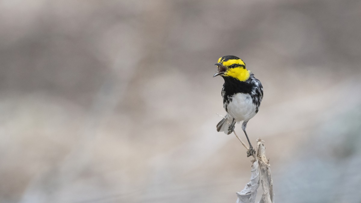 Golden-cheeked Warbler - ML495816111