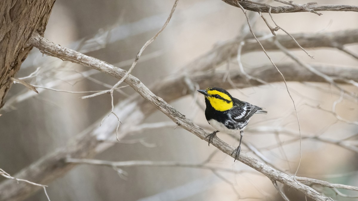 Golden-cheeked Warbler - ML495816121