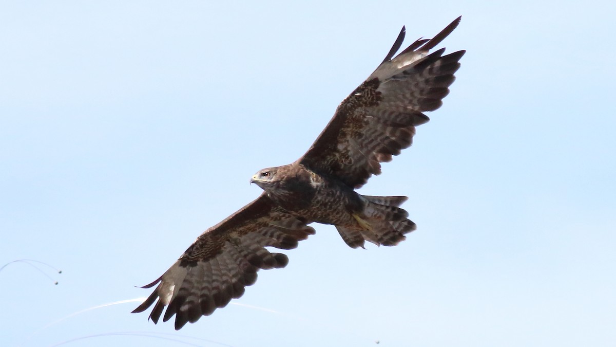 Common Buzzard - ML495816131