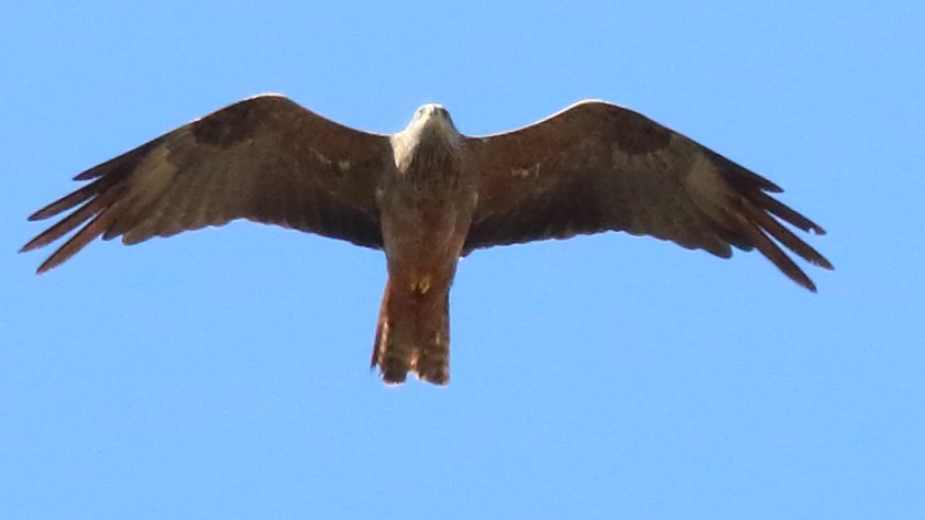 Black Kite - ML495816151