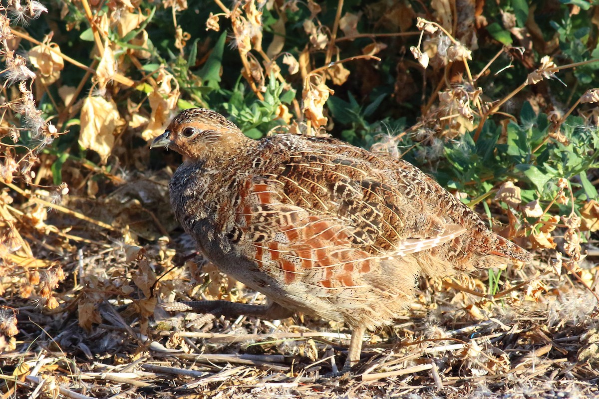 Gray Partridge - Rick Folkening