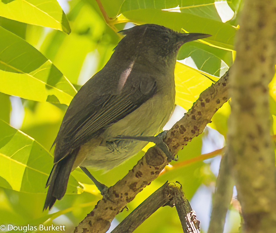 Dusky White-eye - ML495816461