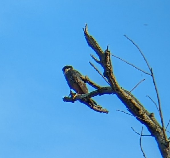 Bat Falcon - ML495816981