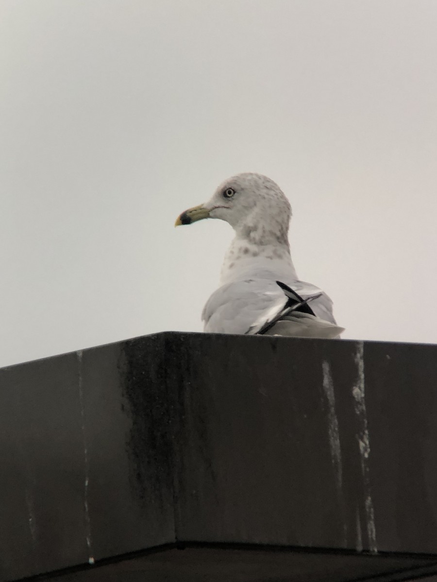 Ring-billed Gull - ML495817011