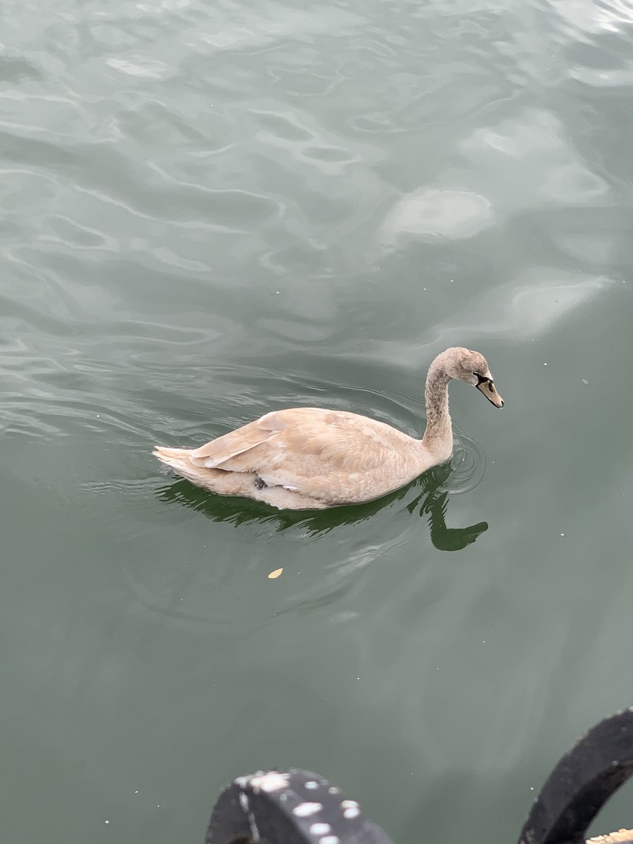 Mute Swan - ML495817351