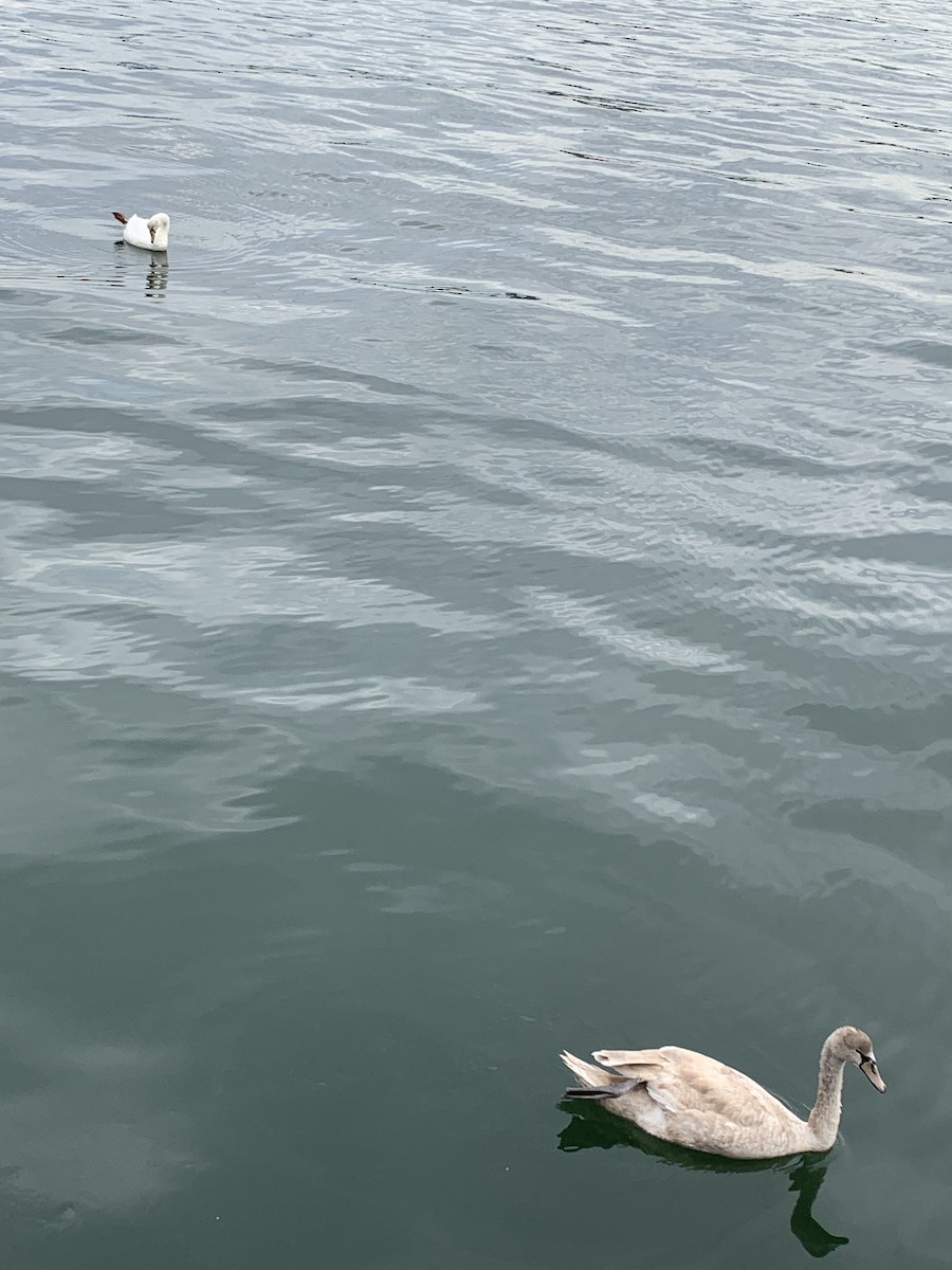 Cigno reale - ML495817361