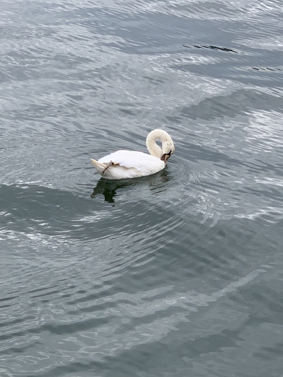 Mute Swan - ML495817371