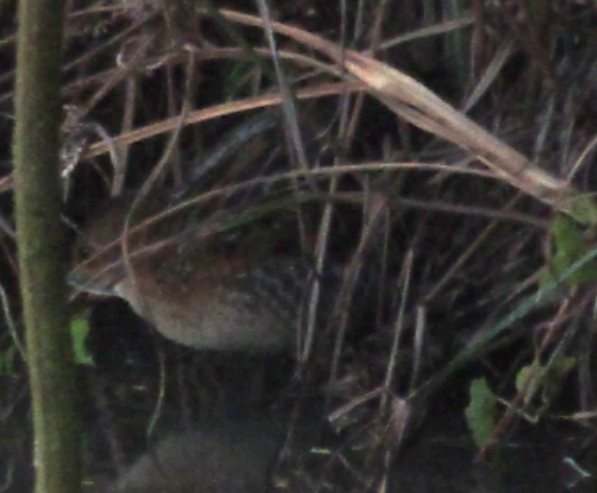 Baillon's Crake (Eastern) - ML495818691