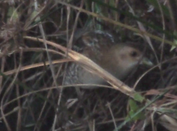 Baillon's Crake (Eastern) - ML495818871