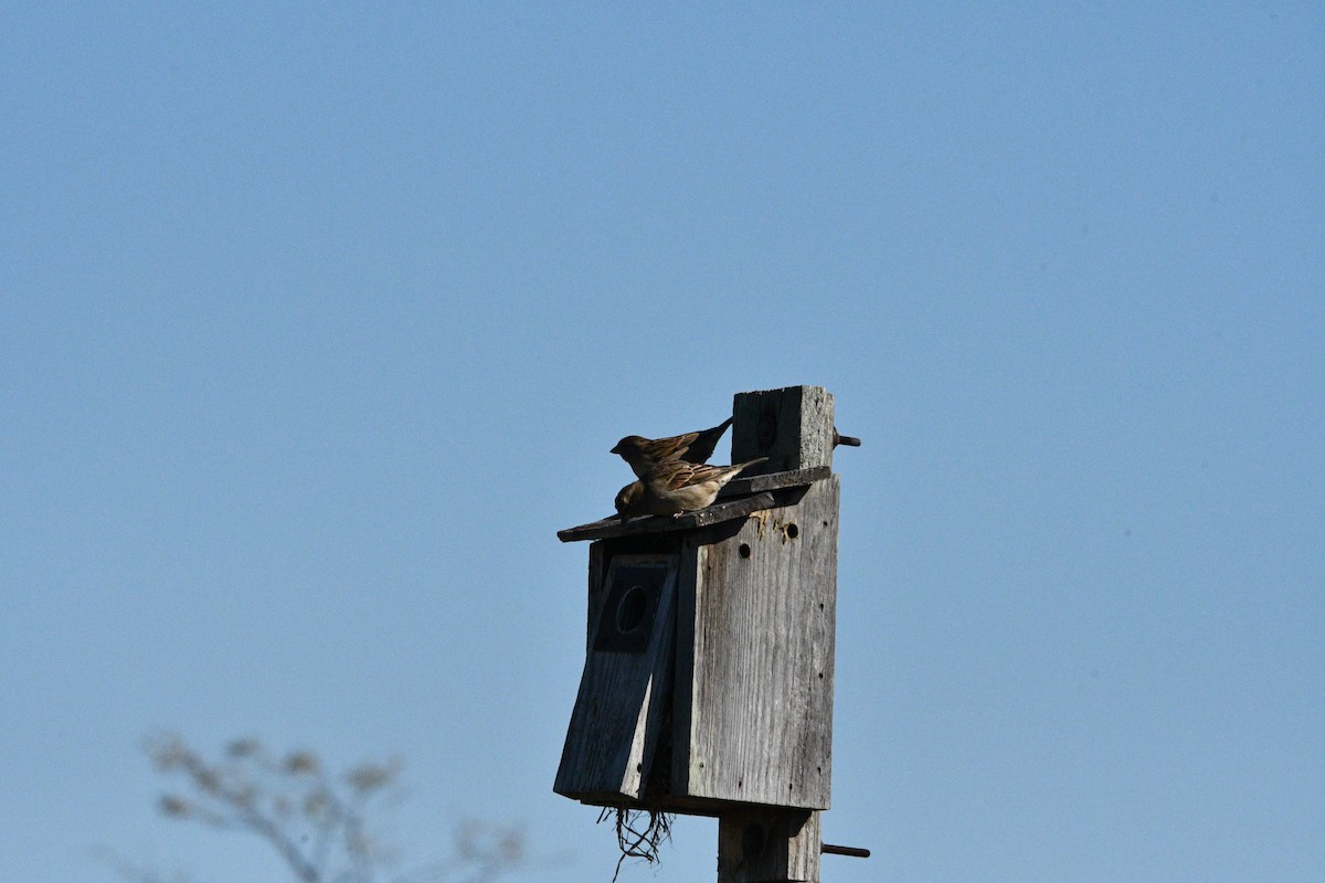 House Sparrow - ML495819701