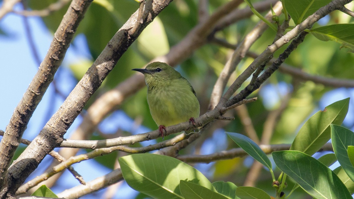 Red-legged Honeycreeper - ML495819871
