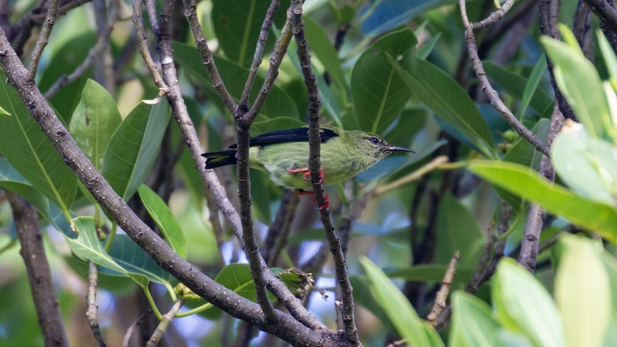 Red-legged Honeycreeper - ML495819881