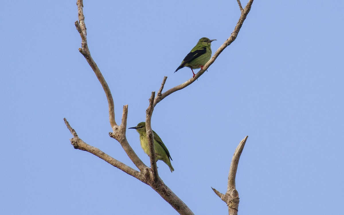 Red-legged Honeycreeper - ML495819911