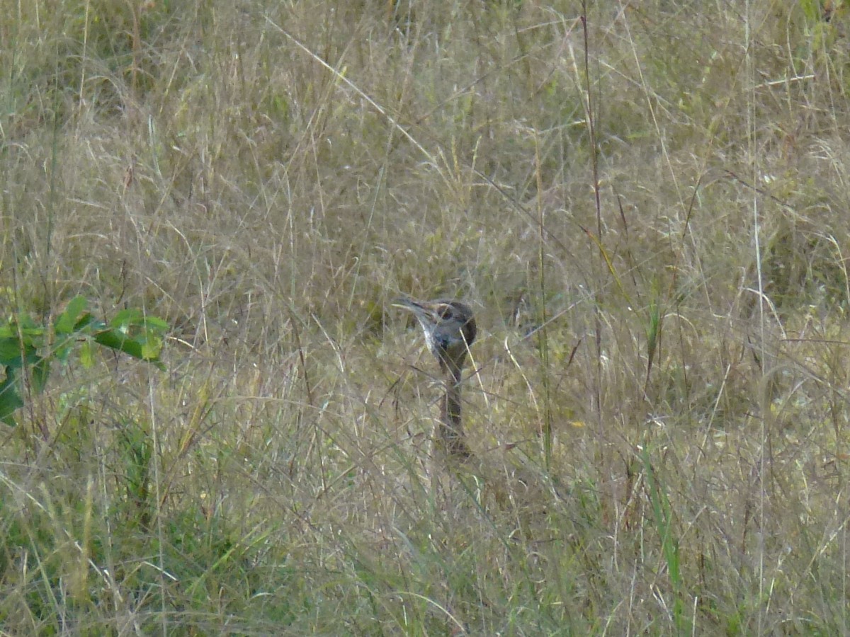 Black-bellied Bustard - ML495820221